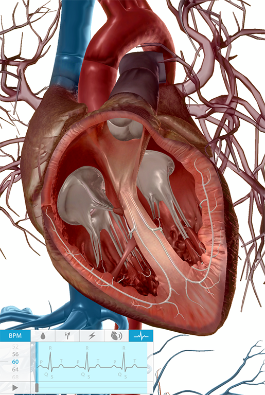 Decoding the Heart What Is an ECG?